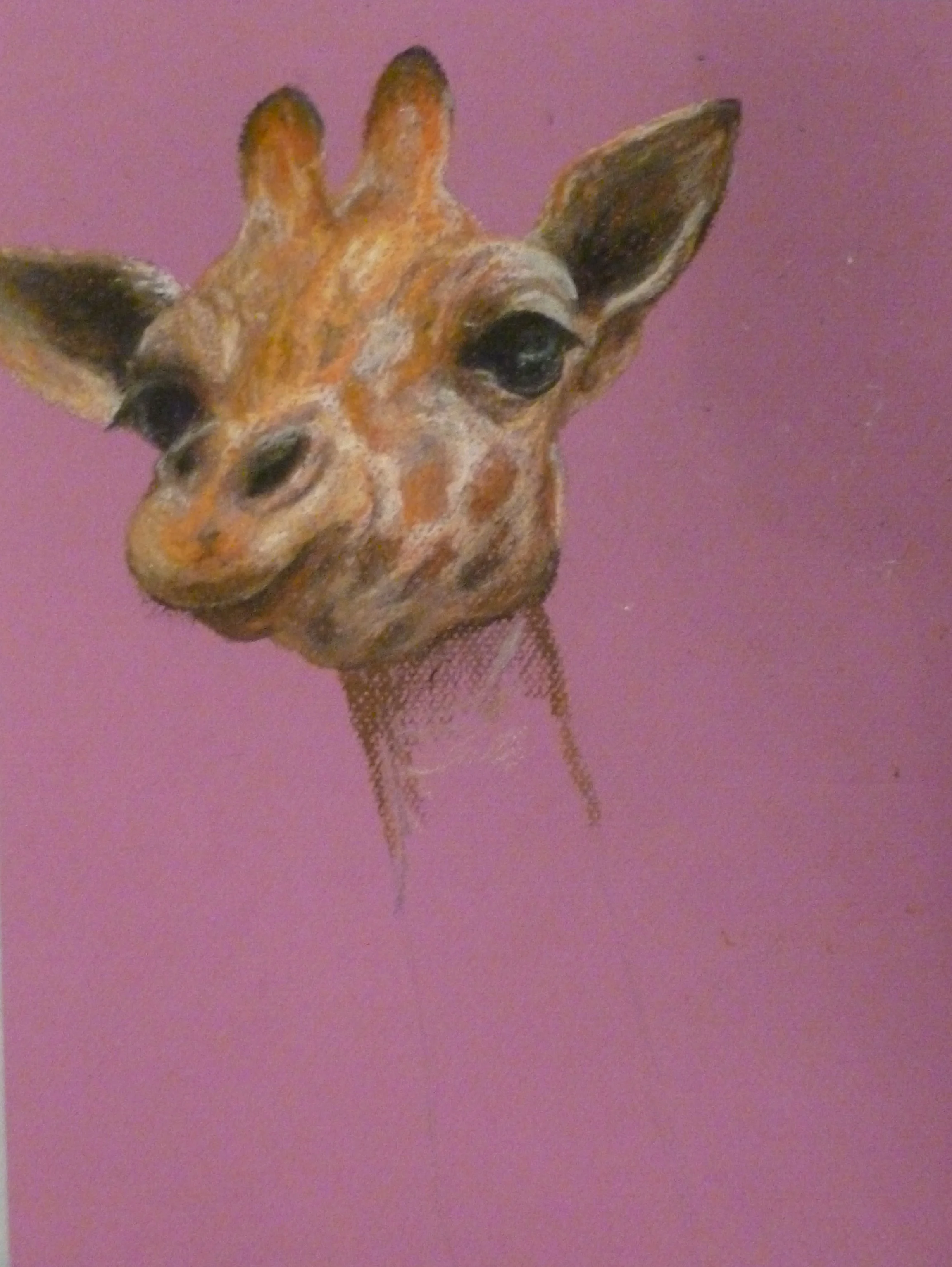 Giraffe portrait