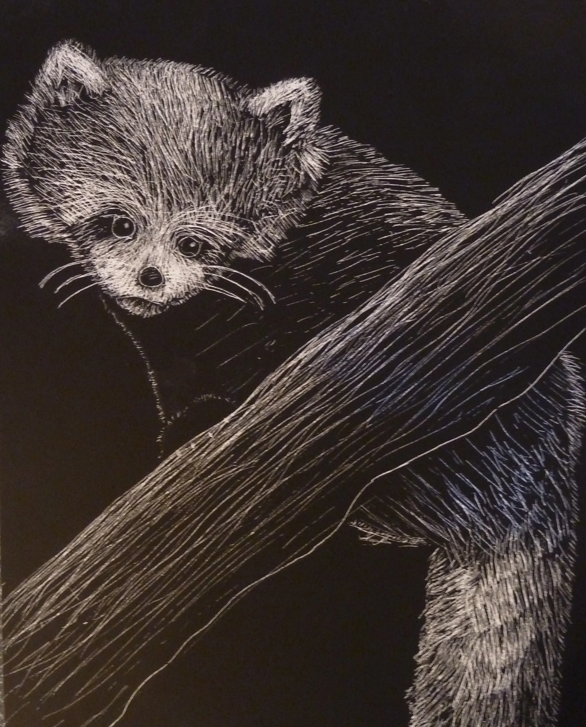 Red Panda