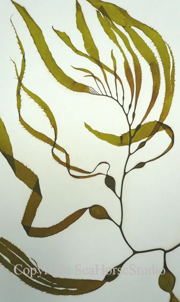 Giant Kelp