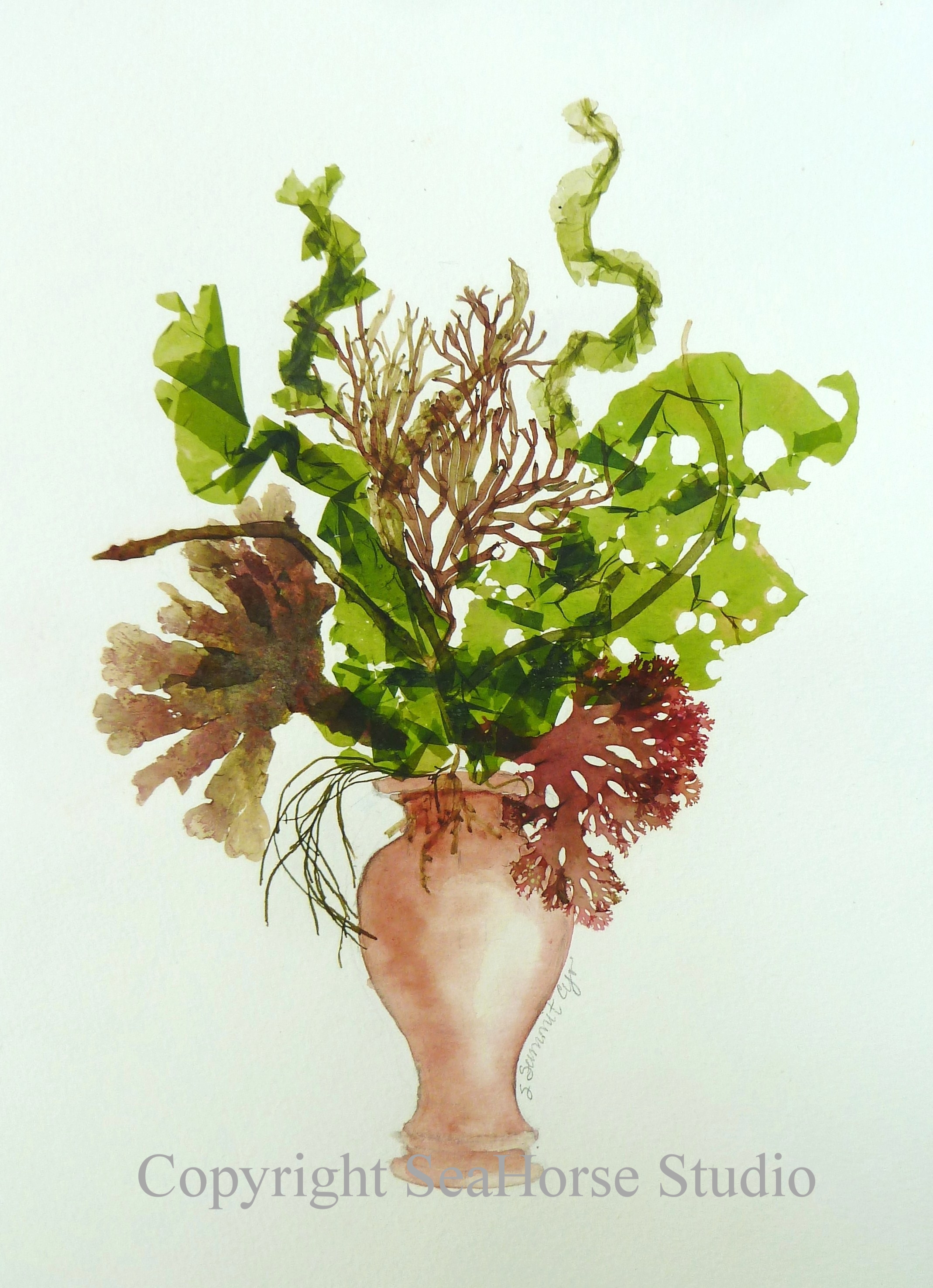 Seaweed Bouquet in terra cotta vase