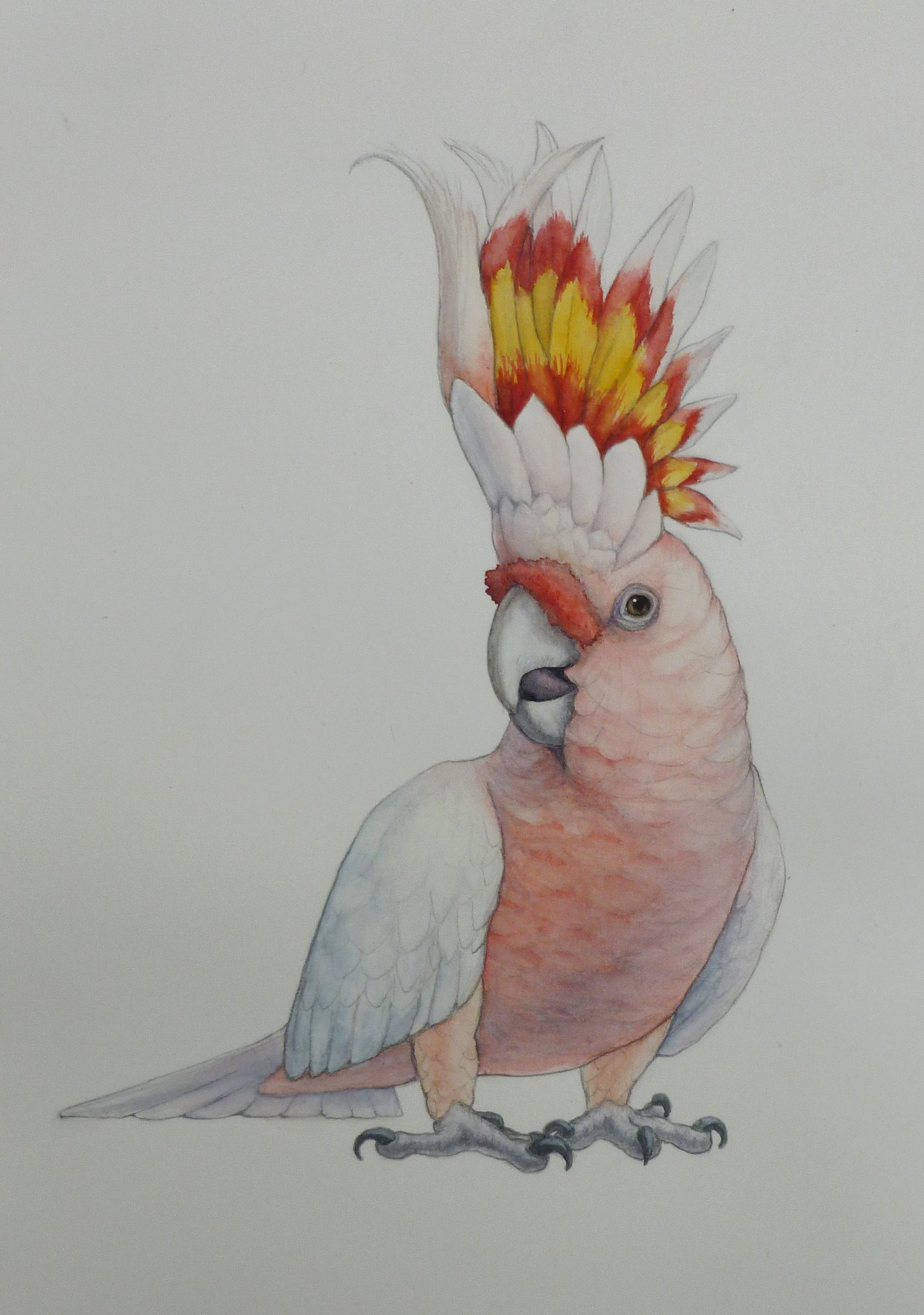 Leadbetter's Cockatoo