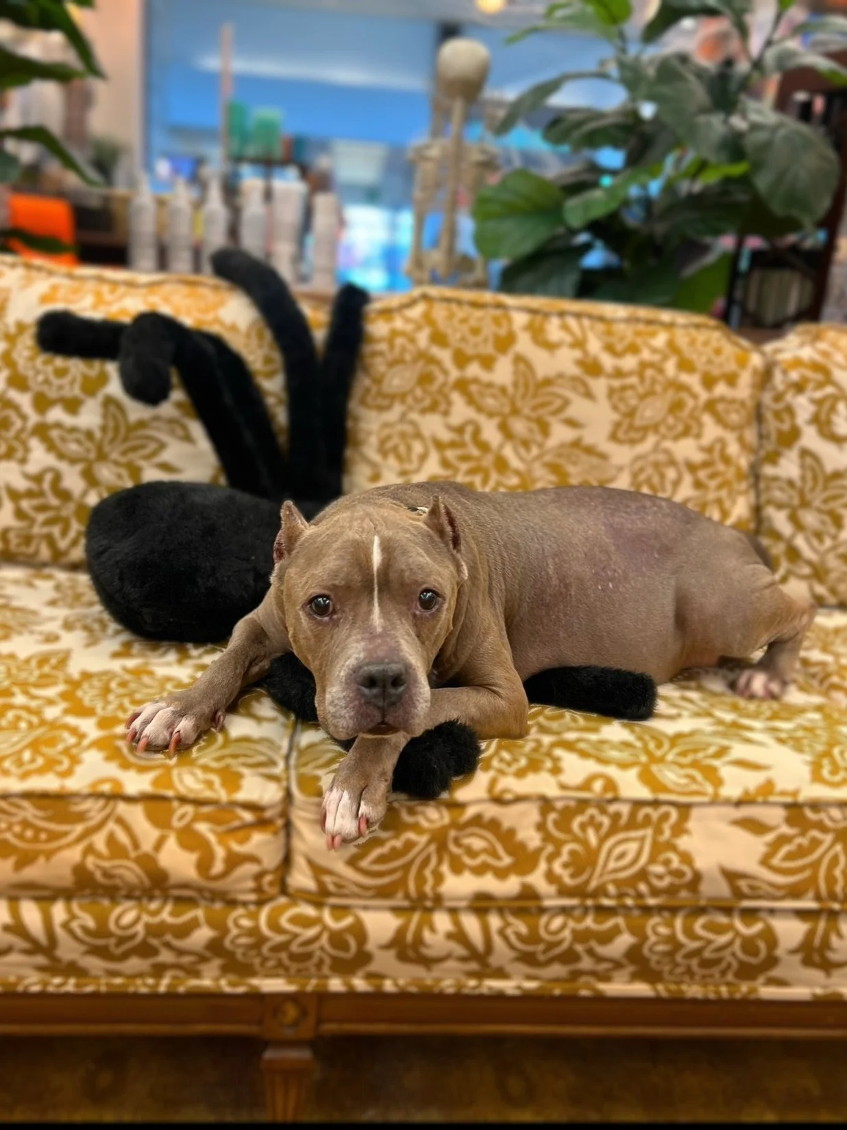 With very heavy hearts, we regretfully inform you of Tinkerbell&rsquo;s passing. The bestest of pups and bright spot of our Thursdays for years in Norwalk. She will be missed and we will never forget her 💔