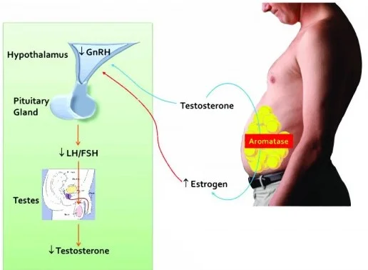 Testosterone Converts to Estrogen and then feeds back to the brain to reduce Testosterone Production