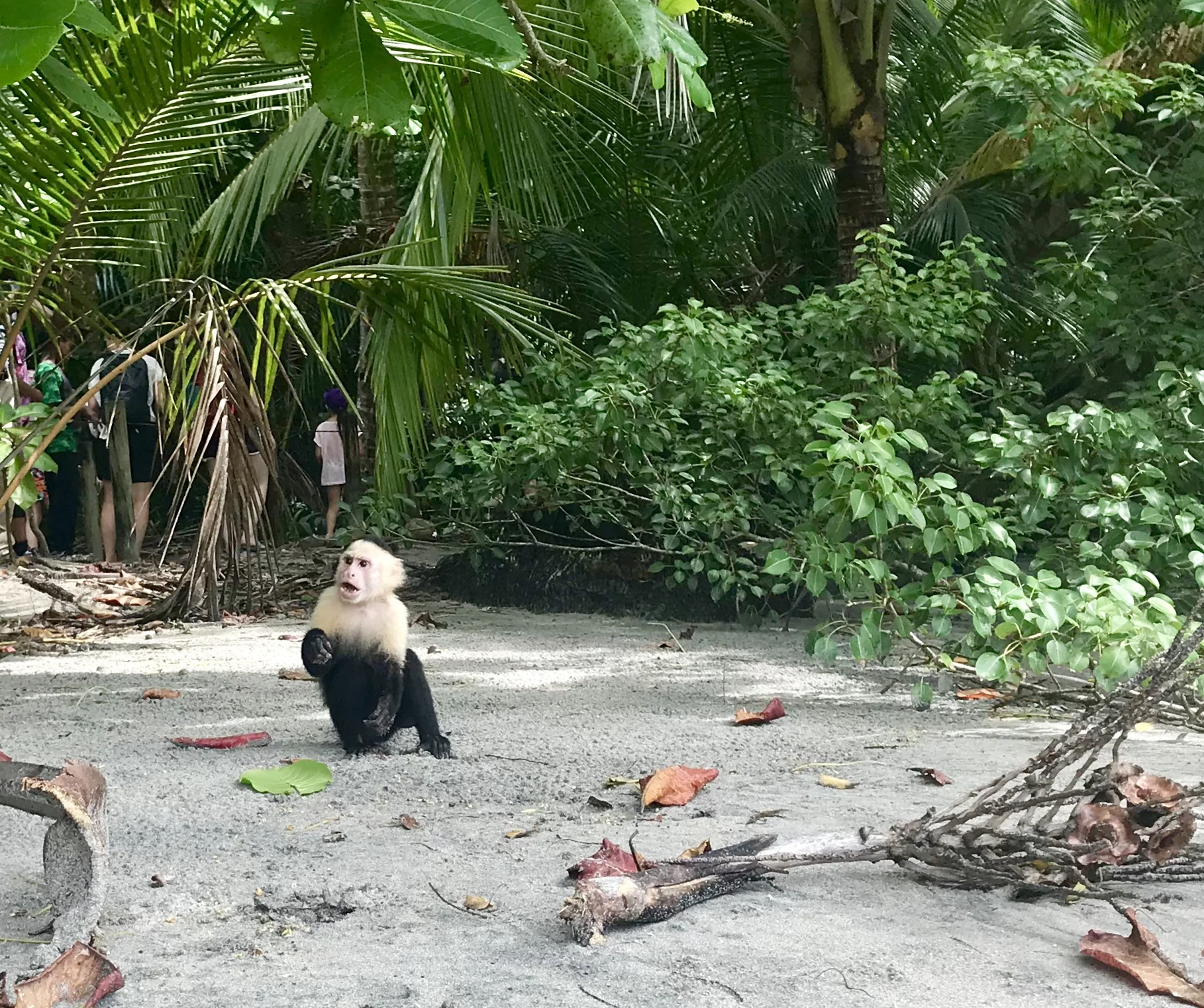 I'm pretty sure I had the same expression on my face when I discovered this little guy right behind  me on the beach in Manuel Antonio.