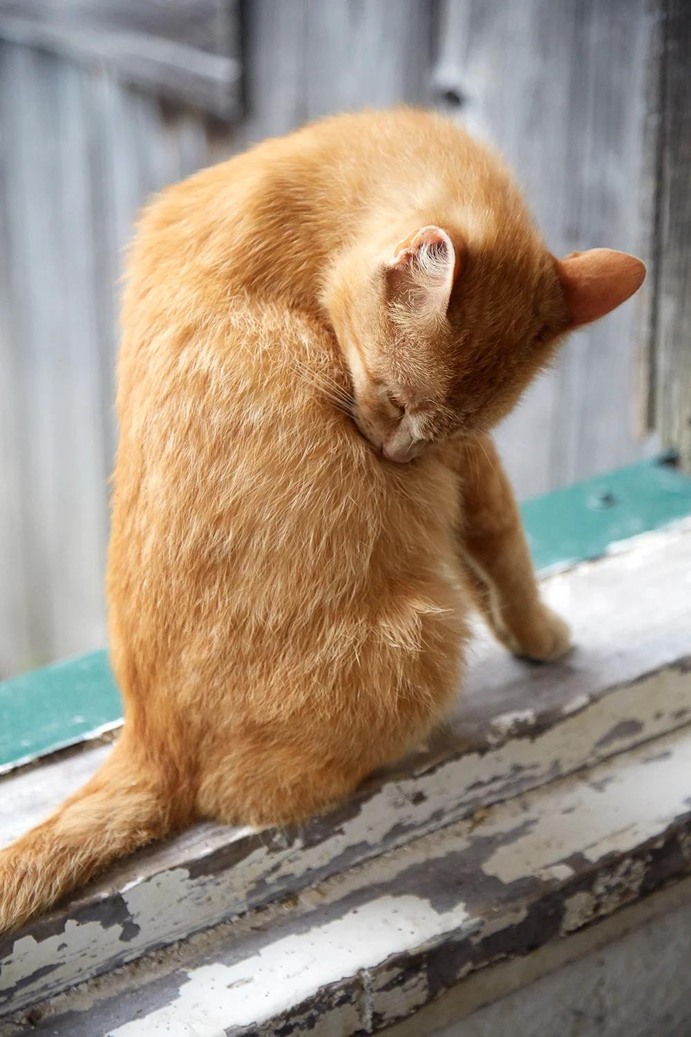 _31A1525-SELECT-cat.jpg