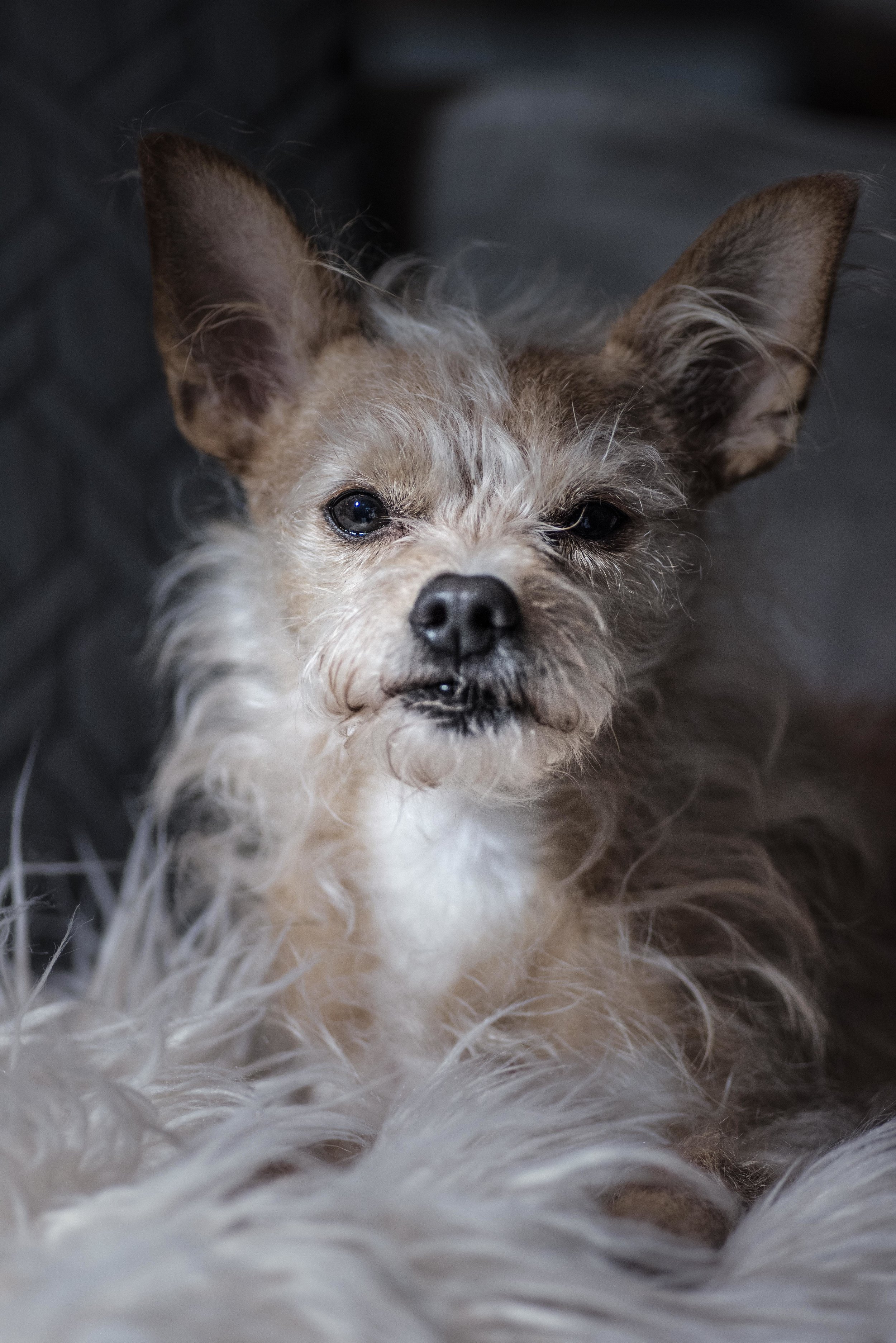 Dogzweb-2.jpg