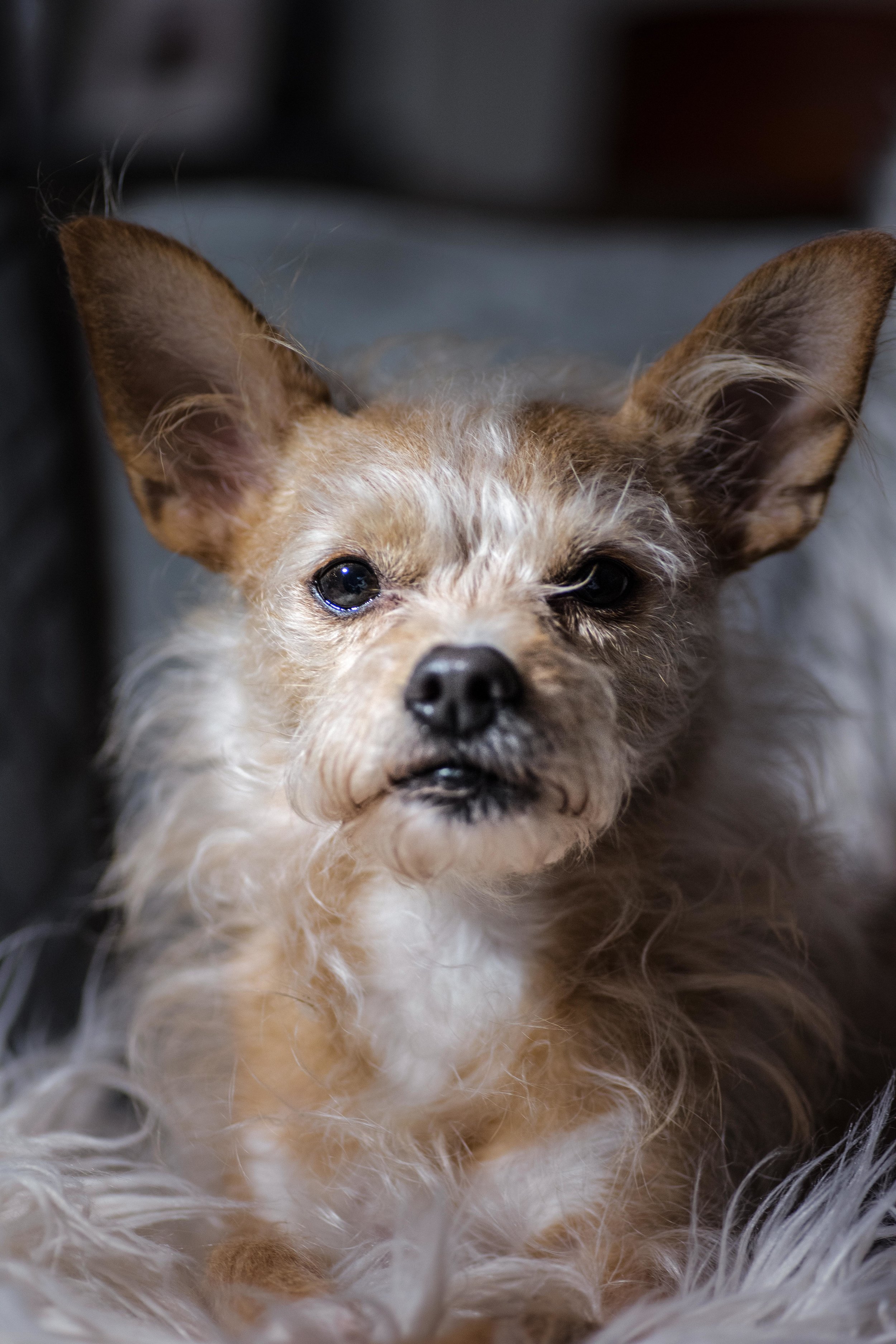 Dogzweb-9.jpg