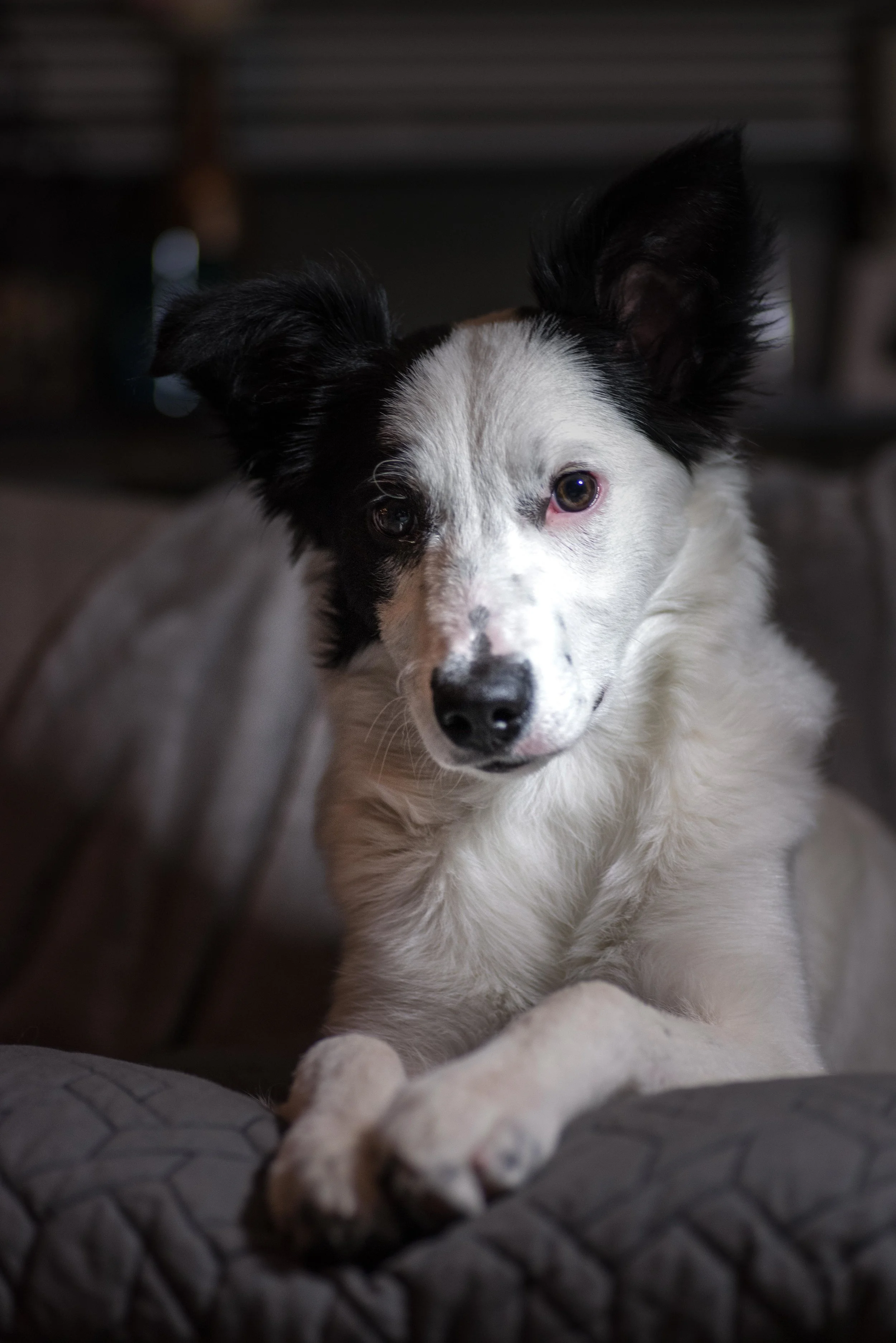 Dogzweb-18.jpg