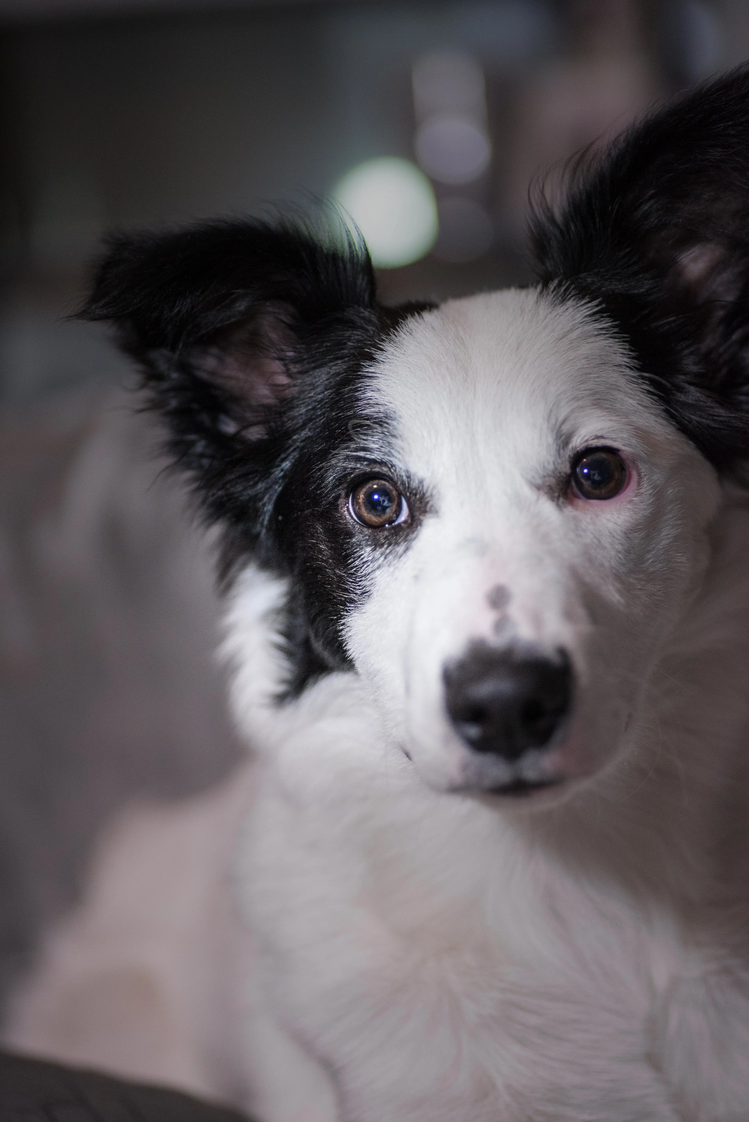 Dogzweb-10.jpg