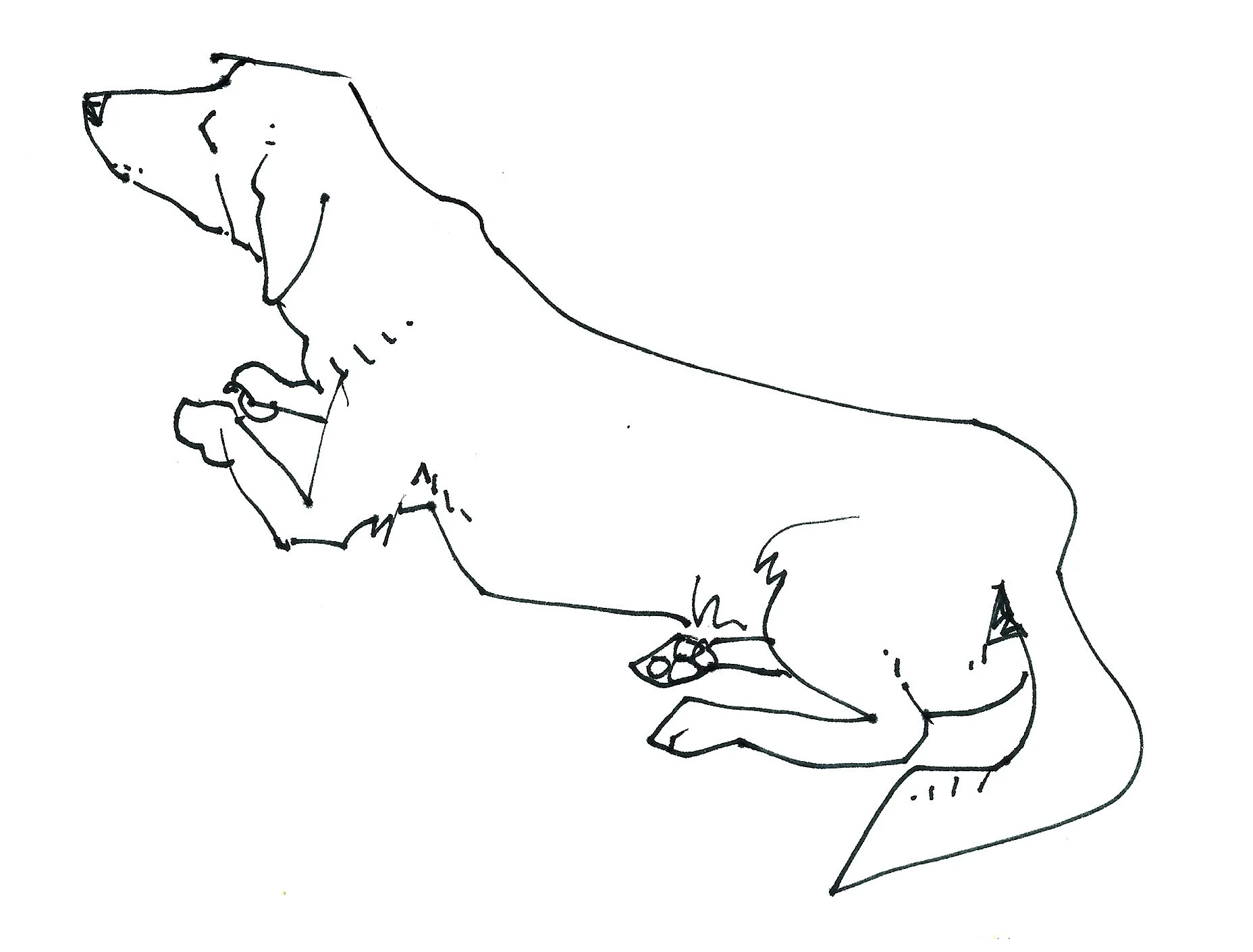 doggo.jpg