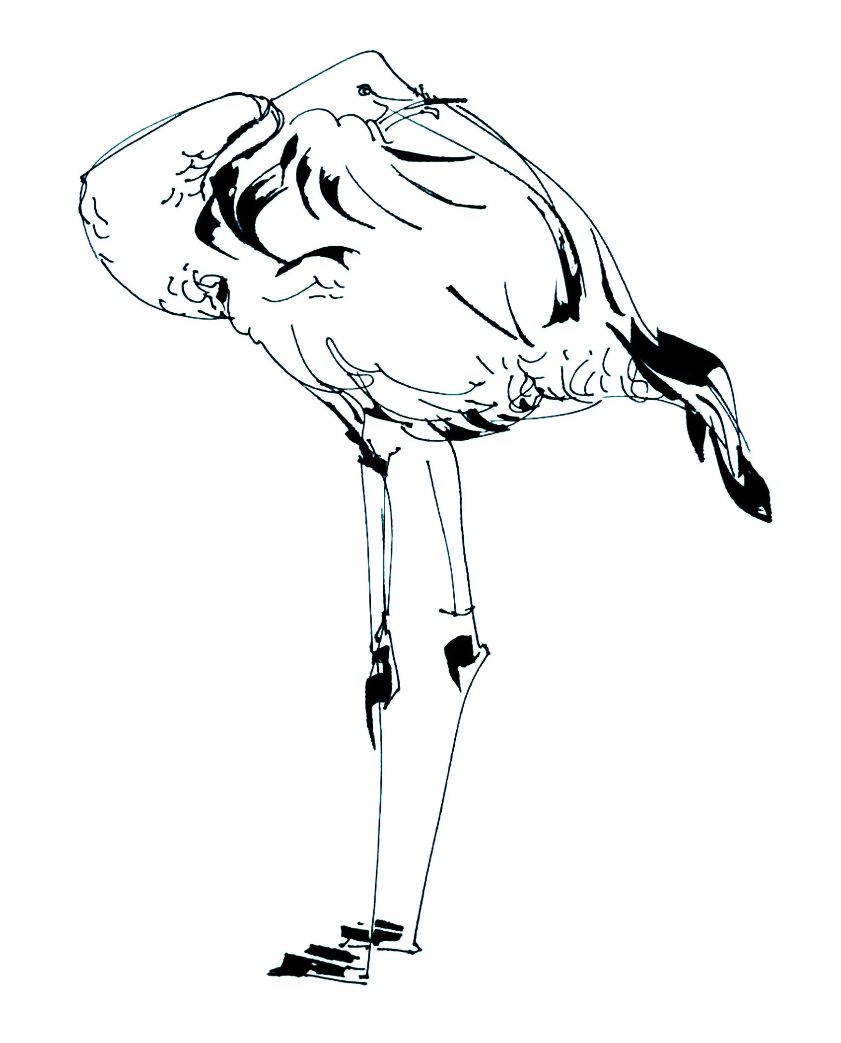 flamingo.jpg