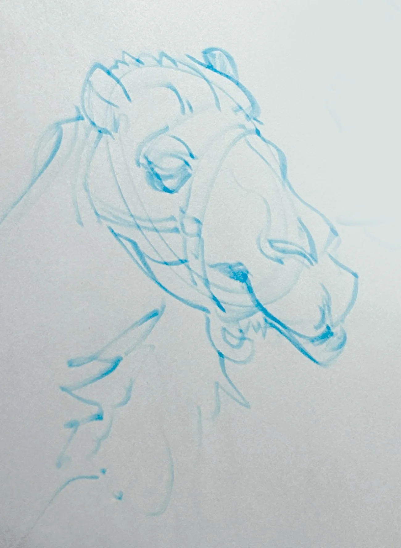 camel.jpg