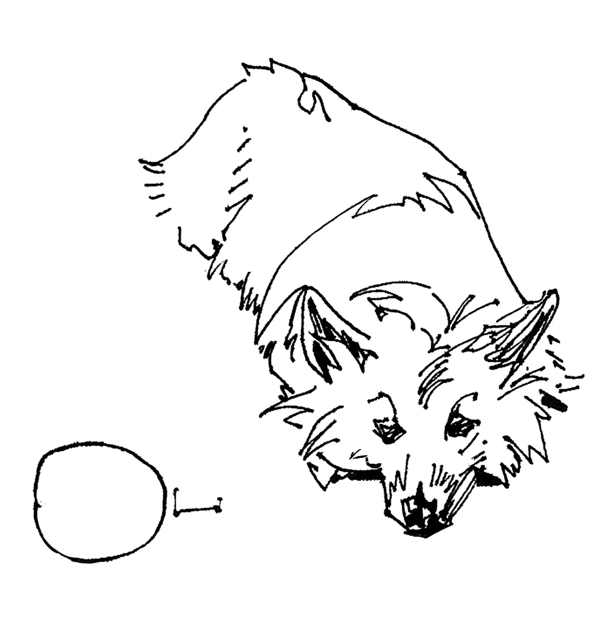 oli.jpg