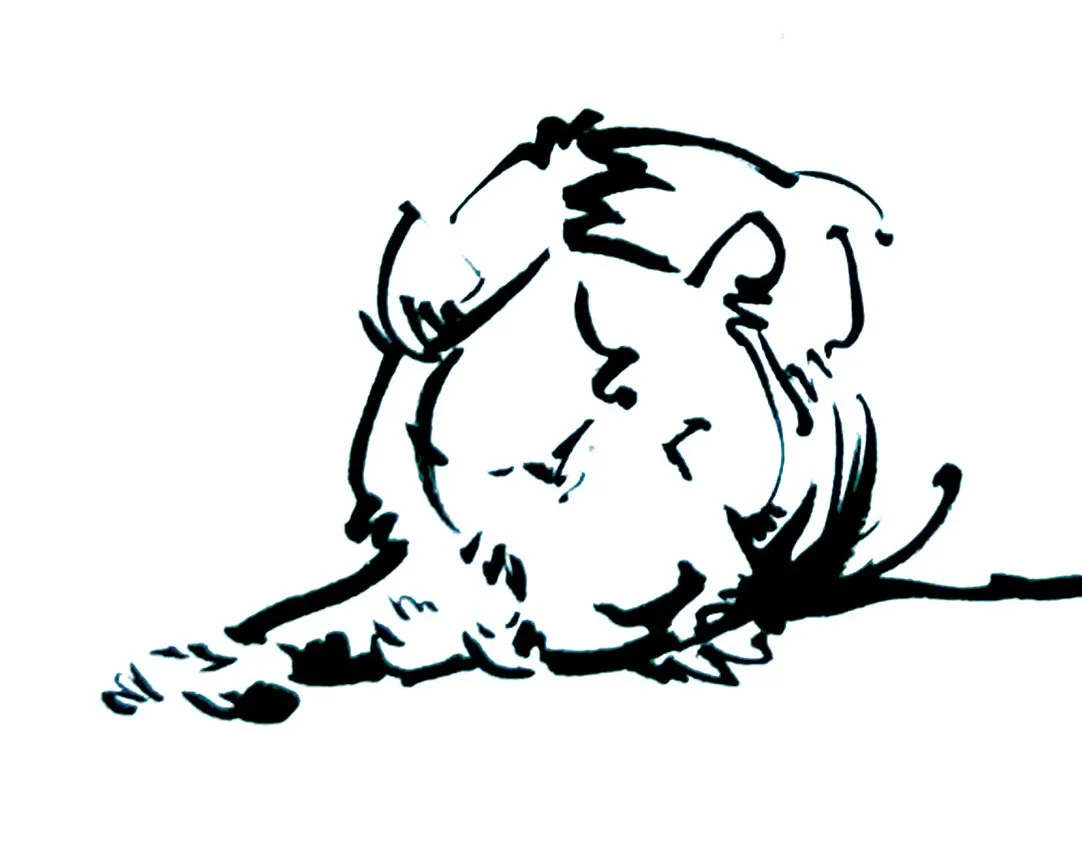 lion1.jpg