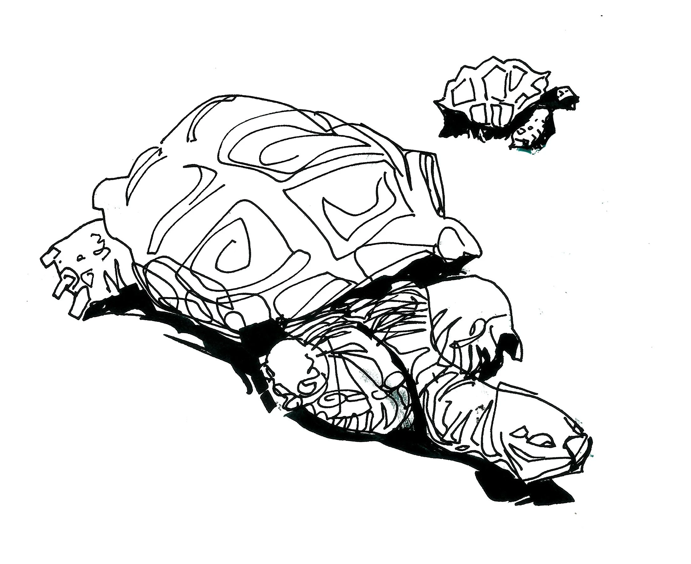 turtlee.jpg