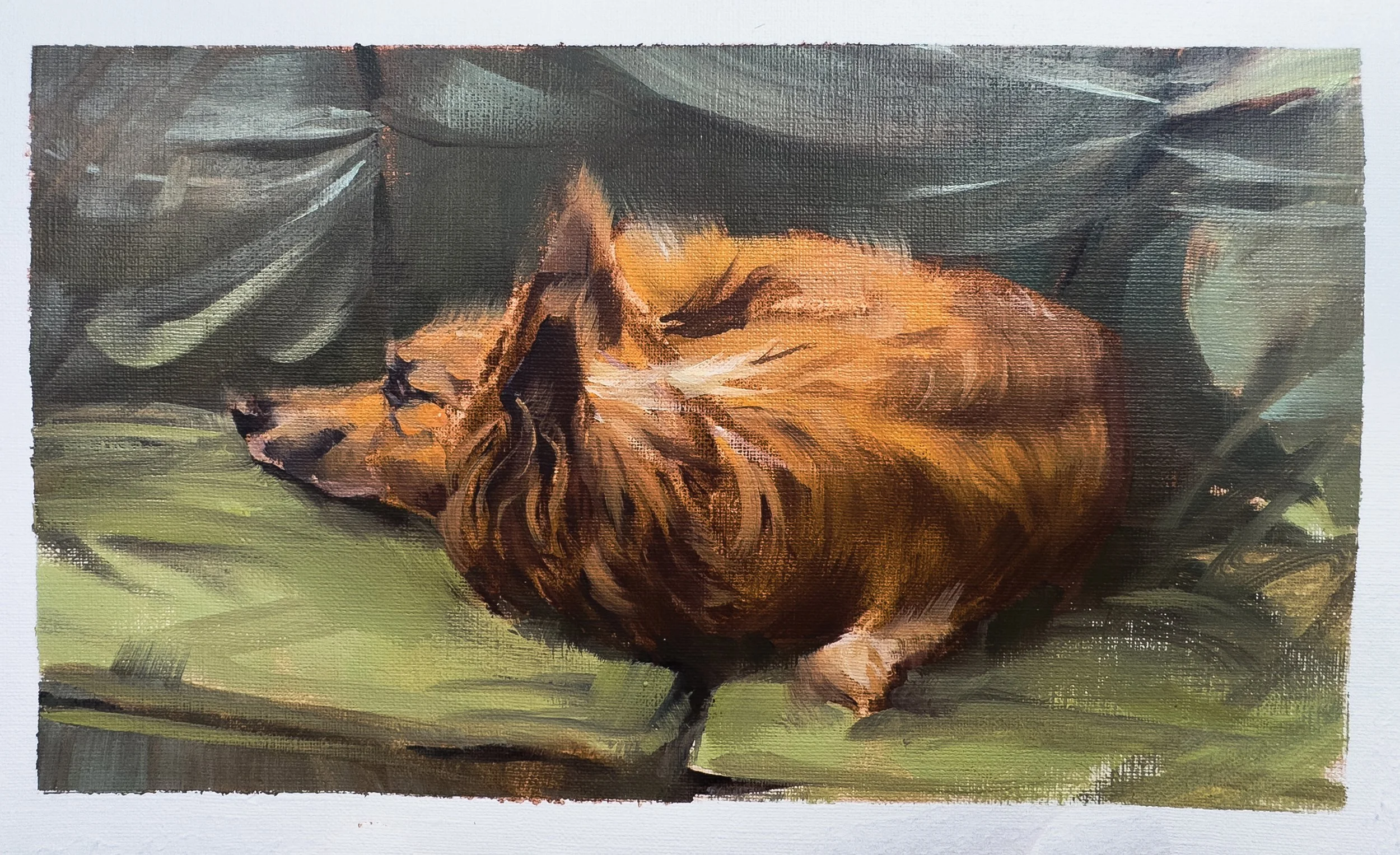 corg.jpg
