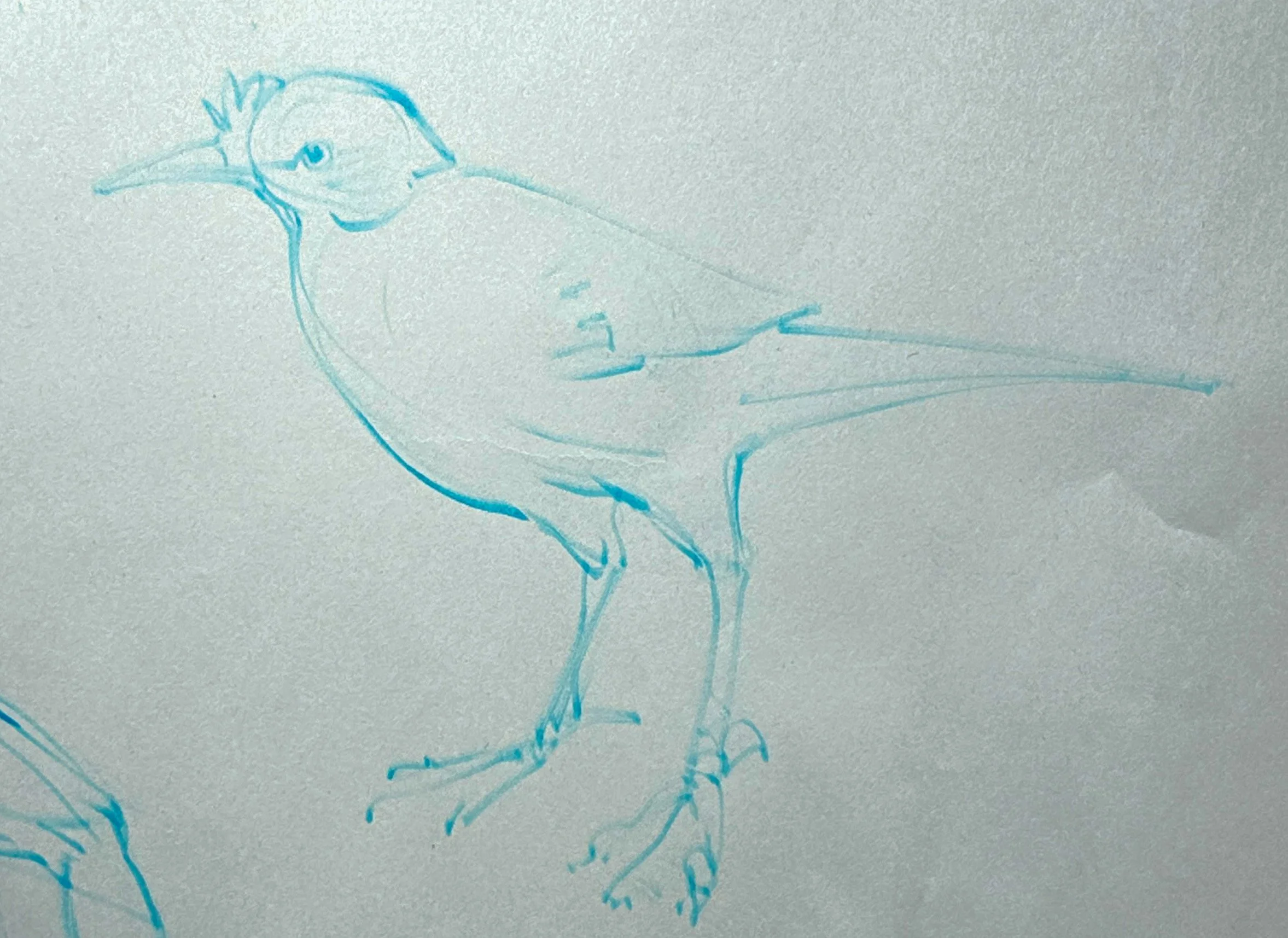birb.jpg