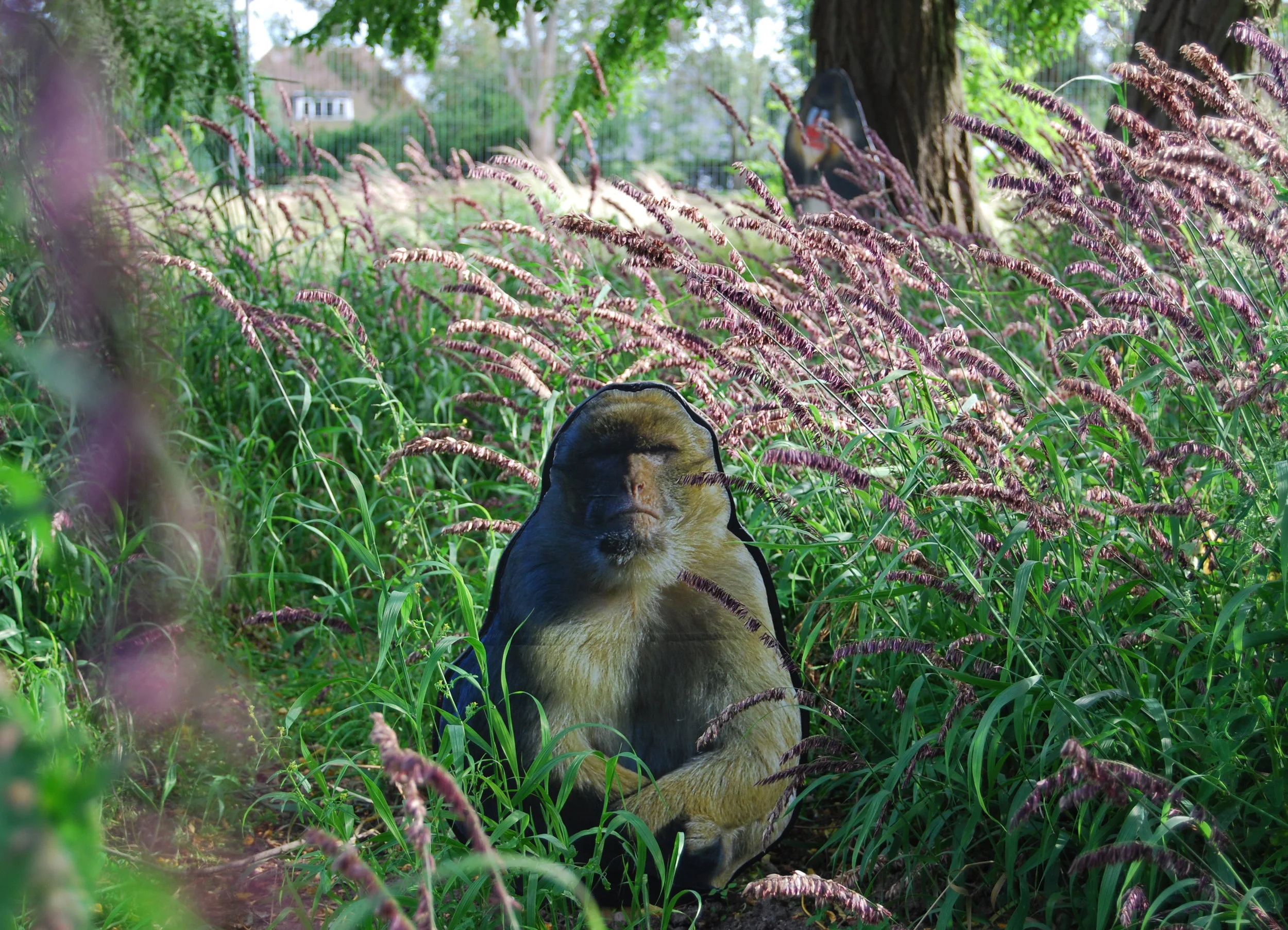 philosopher monkey.jpg