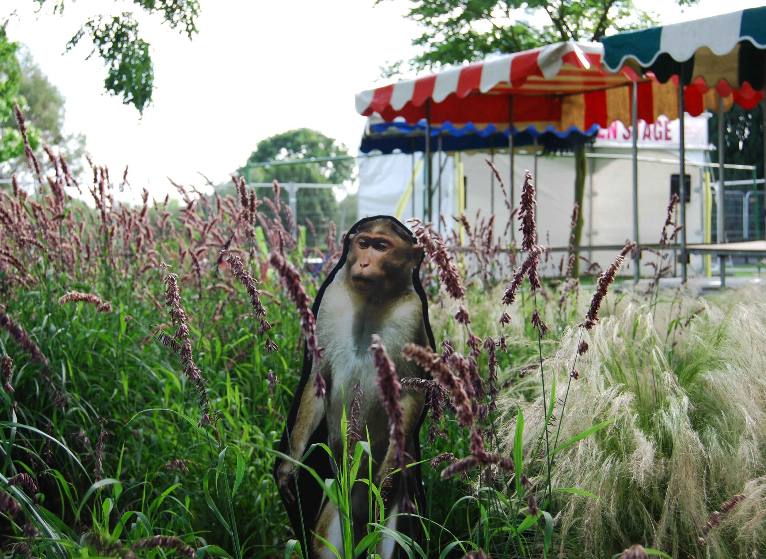 vague monkey.jpg
