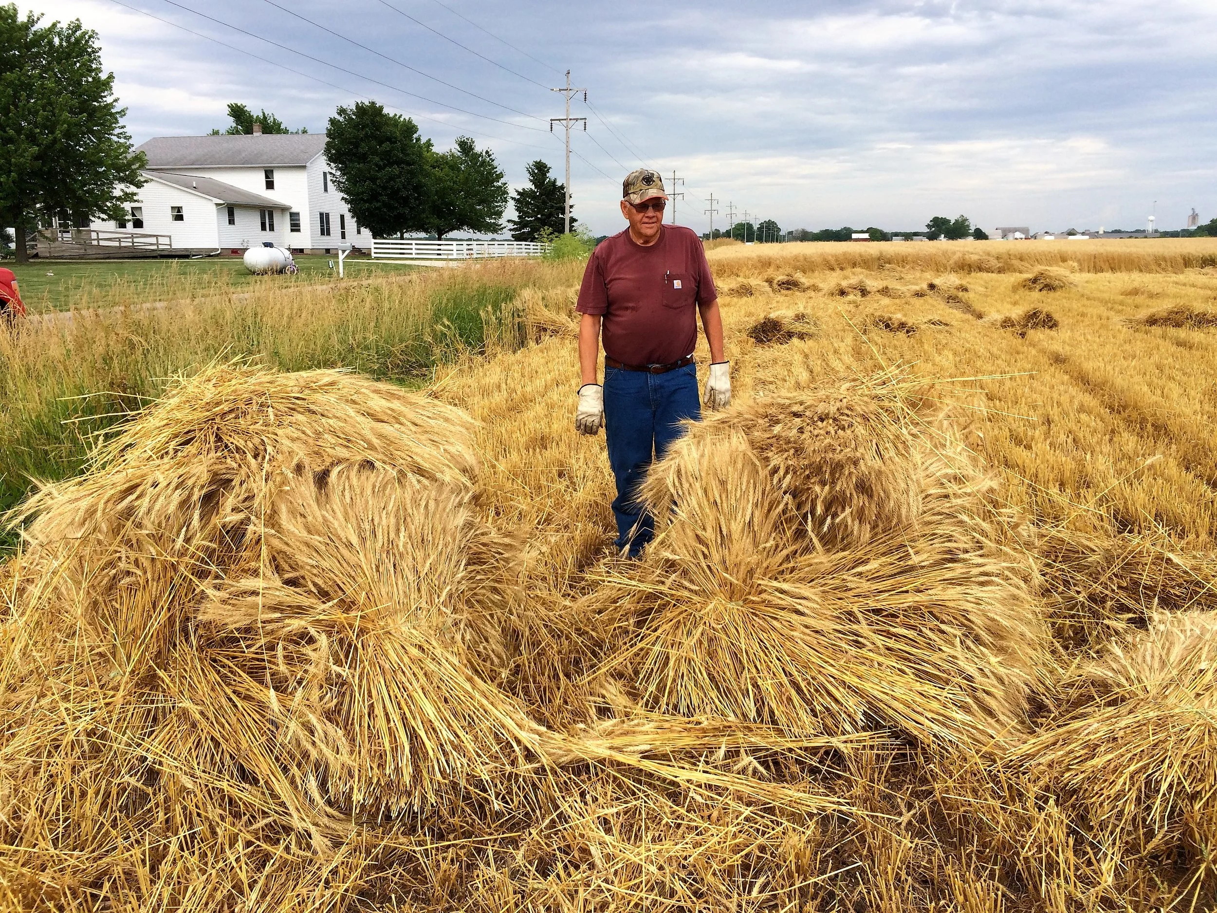 Levi Yoder demonstrates how to stack the sheaves into shocks for drying in the field.