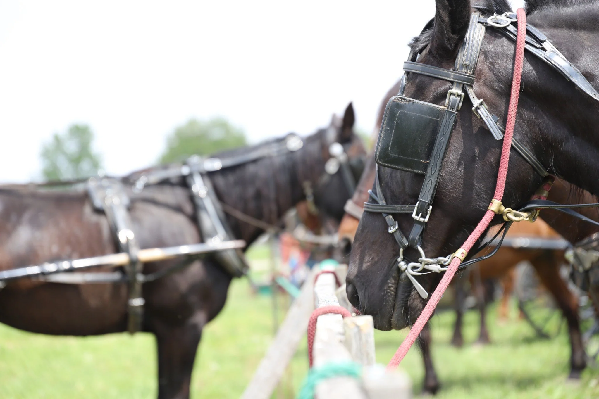 347141970_1271986113401071_3837396132685815428_n.jpg