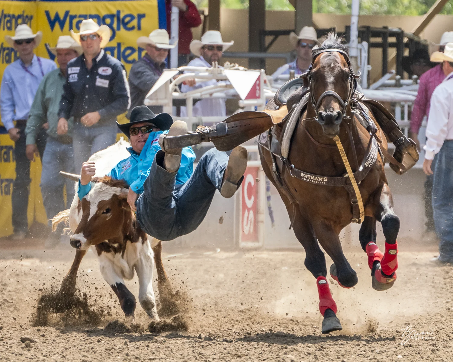 Calgary Stampede Rodeo