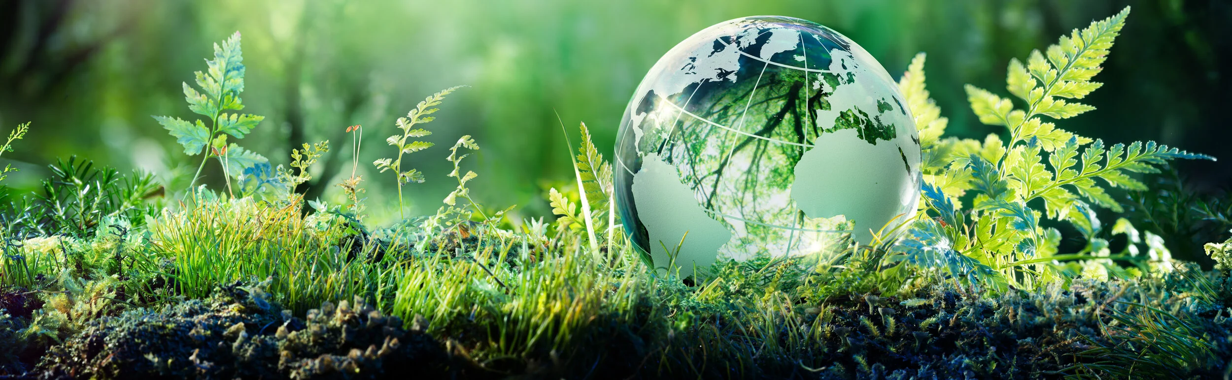 globe in the woods banner.jpg