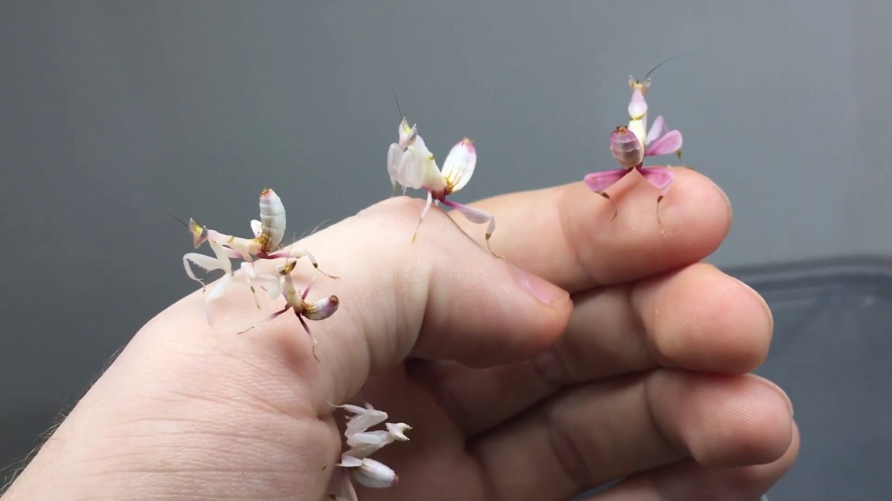Image grab: https://www.youtube.com/watch?v=M0E3OoBi_4o