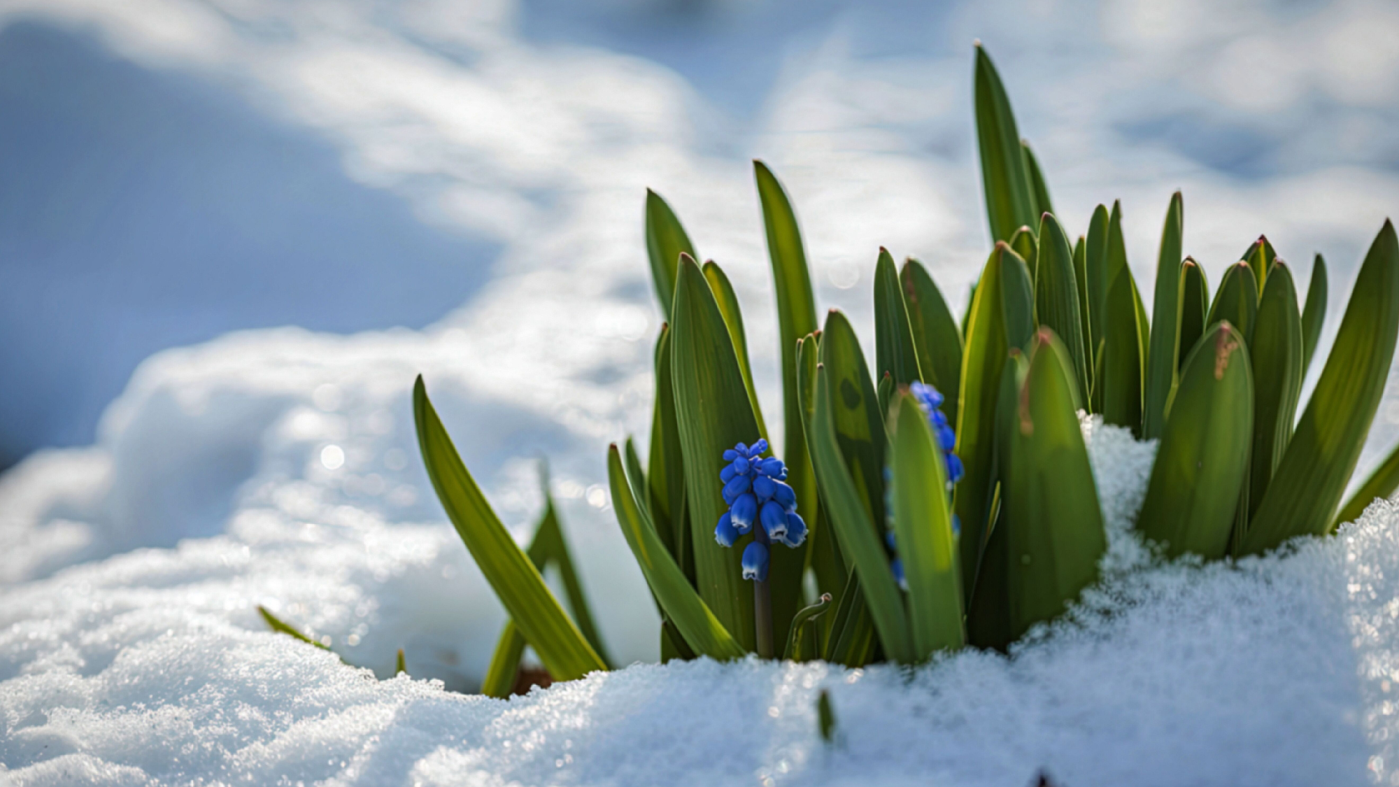 Announcements 324.png