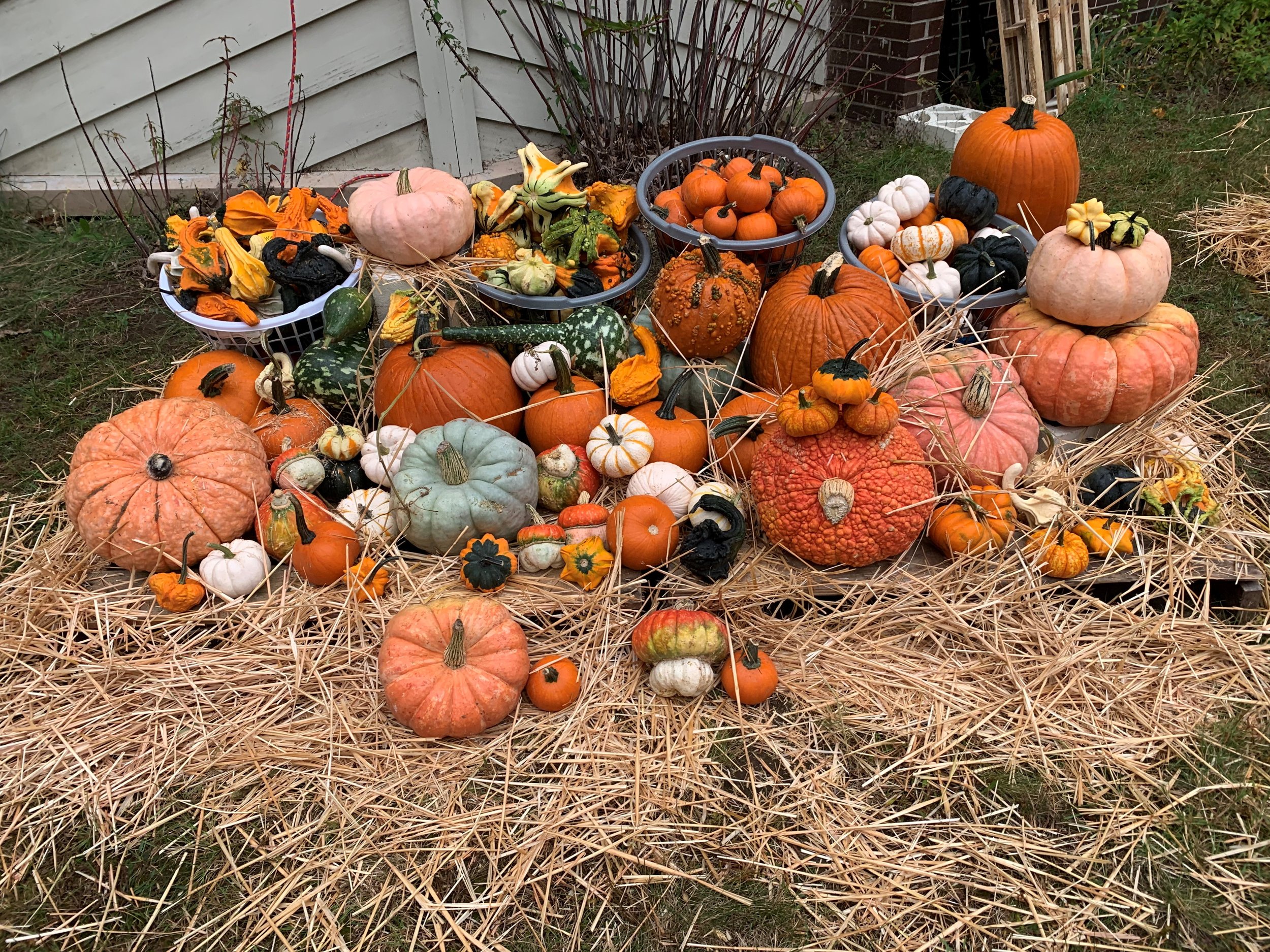 pumpkin patch display.jpg