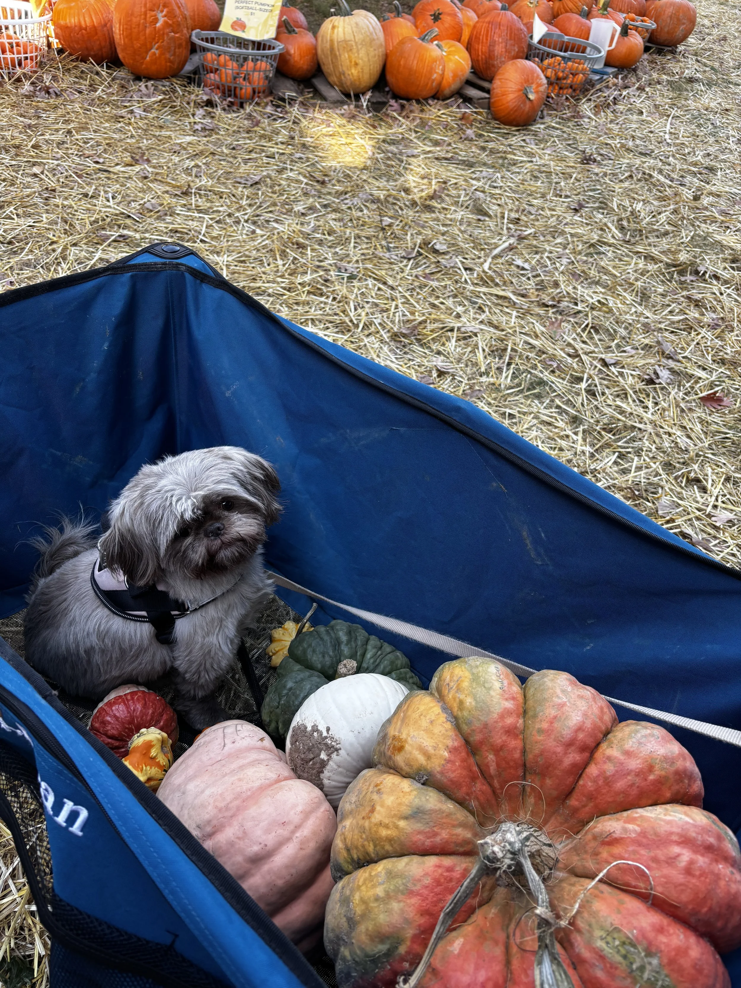 IMG_2647.jpeg