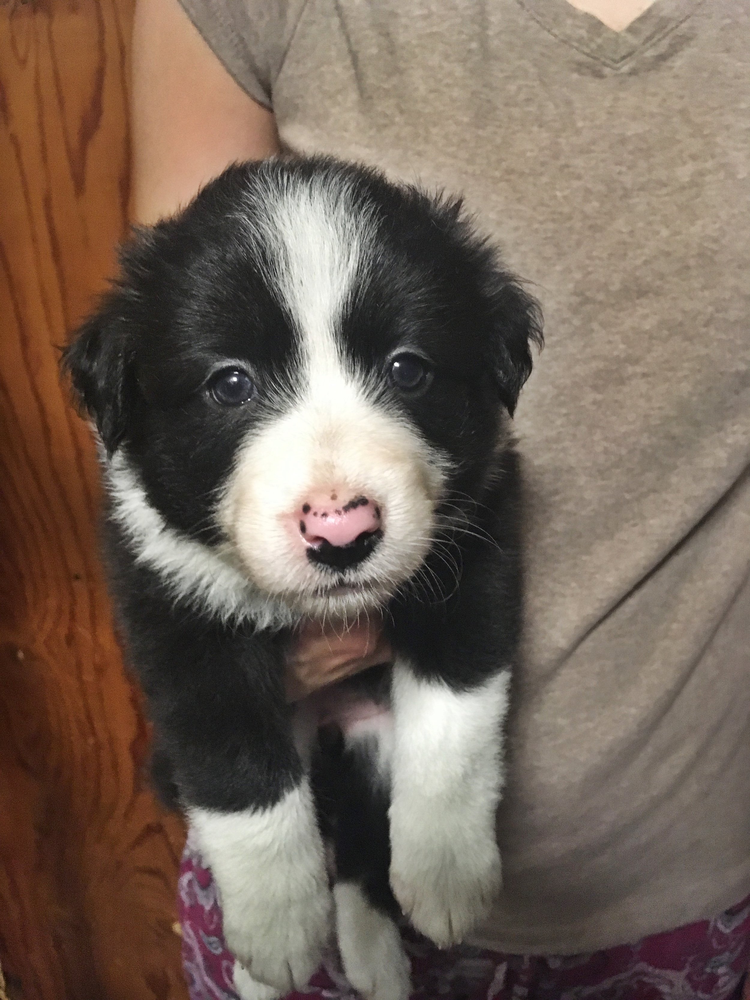 4 week old border collie