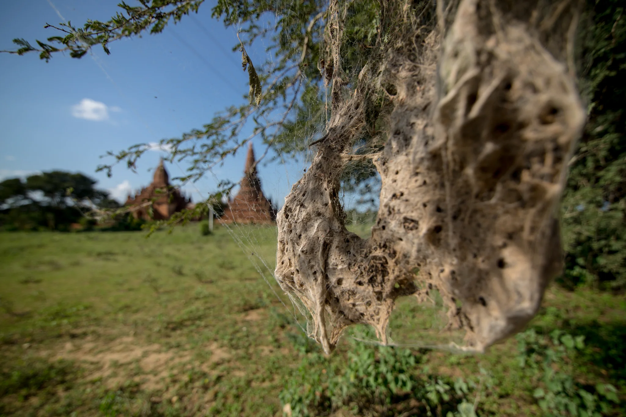 groves_bagan-6145.jpg