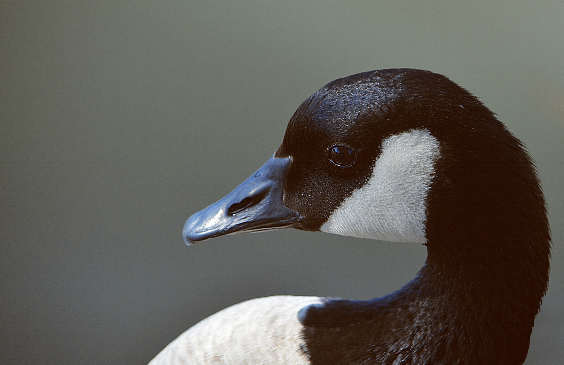 2018, Bird Portrait, Nikon D 7000