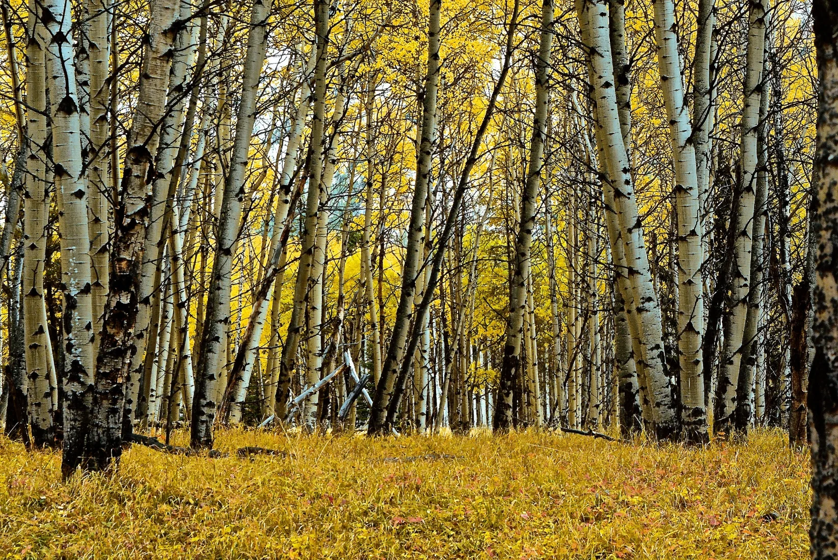 2017, The Birch are Turning, Nikon D 7100