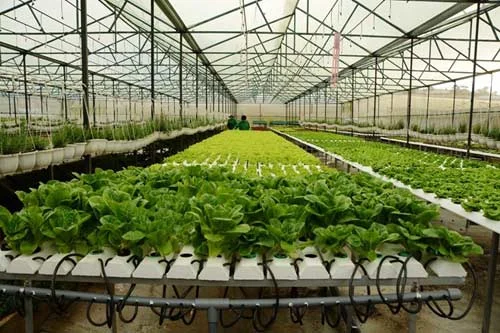 TP.HCM chi hơn 2.600 tỷ đầu tư nông nghiệp công nghệ cao