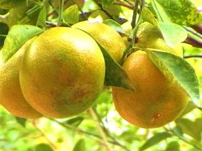 Phát triển các loại cây ăn quả thích ứng biến đổi khí hậu