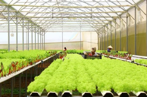 Vào Cầu Đất Farm ngắm trang trại nông nghiệp thông minh