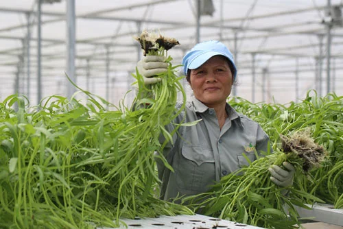 Làn sóng đổ tiền tỷ vào nông nghiệp công nghệ cao