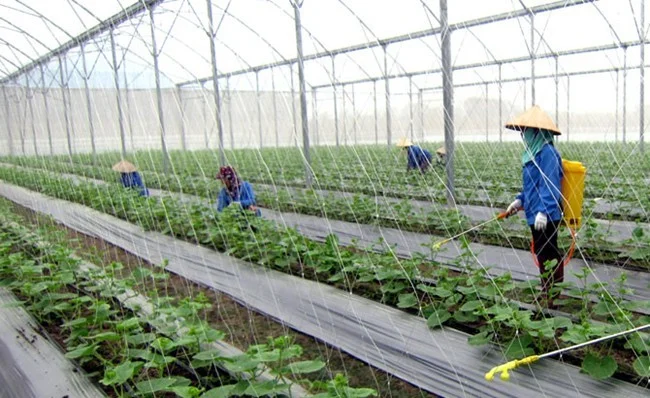 Bắc Giang: Đẩy mạnh phát triển nông nghiệp ứng dụng công nghệ cao