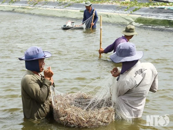 Ninh Thuận: Áp dụng công nghệ cao vào nuôi trồng thuỷ sản