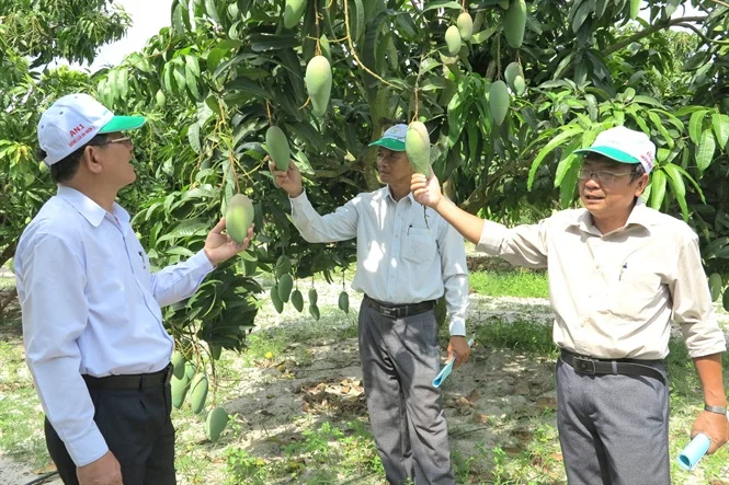Bình Định: Giới thiệu giống điều mới và mô hình tưới tiết kiệm