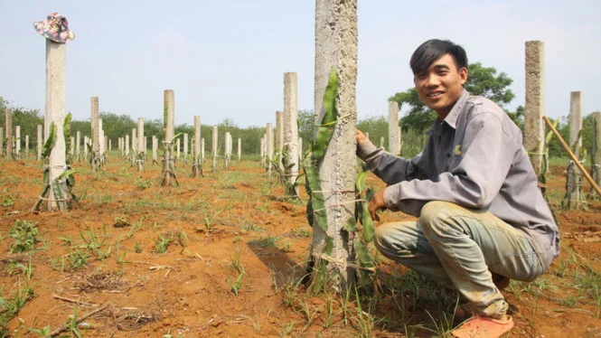 Chàng trai Quảng Trị vực dậy vùng biển chết bằng cây trồng chịu hạn