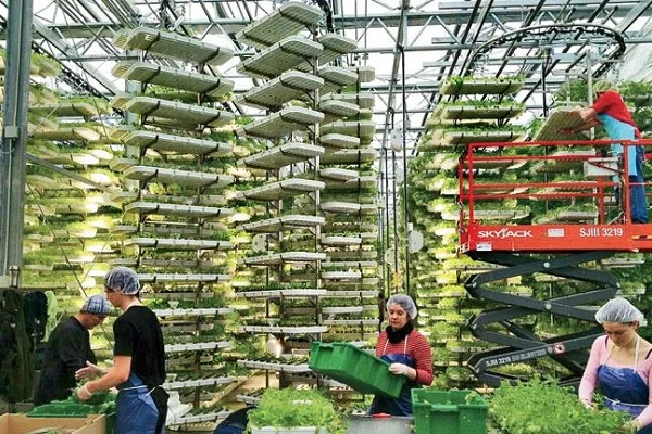 Trồng rau trong những trang trại thẳng đứng