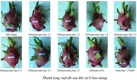 Ứng dụng màng chitosan-nano bạc trong bảo quản thanh long