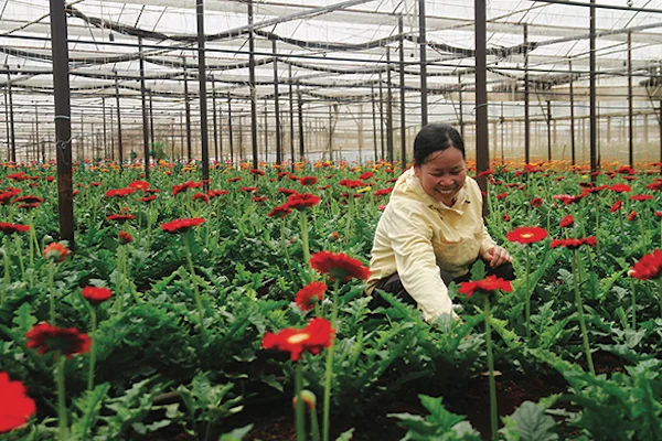 Khơi thông "điểm nghẽn" trong nông nghiệp công nghệ cao