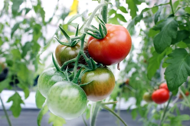 Mô hình nông nghiệp 4.0 và khả năng áp dụng ở Việt Nam: Nông nghiệp 4.0 là gì?