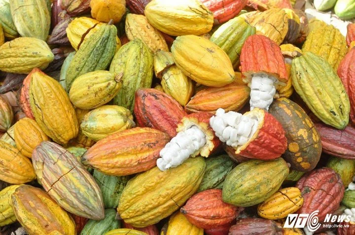 ‘Cuộc cách mạng’ nông nghiệp công nghệ cao ở Ea Súp