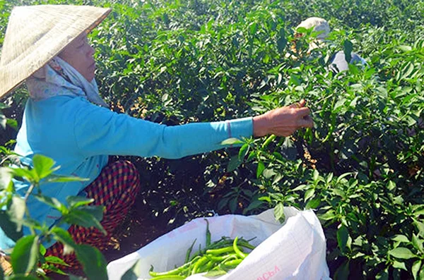 Quảng Ngãi: Đẩy mạnh công nghệ vào nông nghiệp
