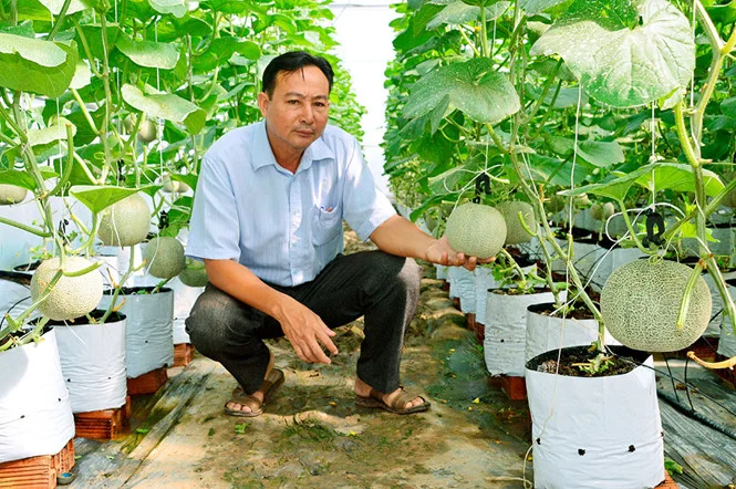 Ứng dụng công nghệ Israel trong trồng dưa lưới